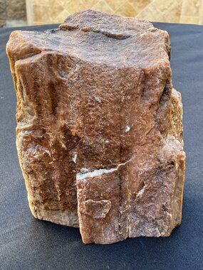 Natural Petrified Wood Raw Specimen Unpolished